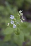 Starry Campion, Silene stellata