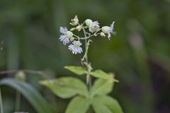 Starry Campion