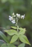 Starry Campion, Silene stellata