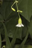 Starry Campion, Silene stellata