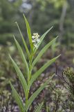 Starry False Solomon's Seal, Smilacina stellata