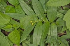 Starry False Solomon's Seal