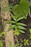 Starry False Solomon's Seal, Smilacina stellata