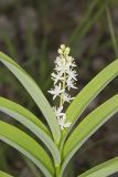 Starry False Solomon's Seal, Smilacina stellata
