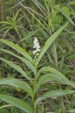 Starry False Solomon's Seal, Smilacina stellata