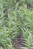 Starry False Solomon's Seal, Smilacina stellata