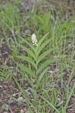 Starry False Solomon's Seal, Smilacina stellata