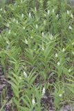 Starry False Solomon's Seal, Smilacina stellata