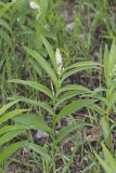 Starry False Solomon's Seal, Smilacina stellata