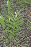 Starry False Solomon's Seal, Smilacina stellata