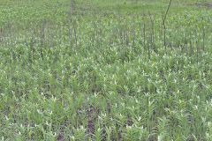 Starry False Solomon's Seal, Smilacina stellata