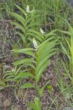 Starry False Solomon's Seal, Smilacina stellata