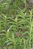 Starry False Solomon's Seal, Smilacina stellata