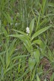 Starry False Solomon's Seal, Smilacina stellata