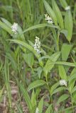 Starry False Solomon's Seal, Smilacina stellata