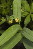 Starry False Solomon's Seal, Smilacina stellata