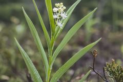 Starry False Solomon's Seal, Smilacina stellata