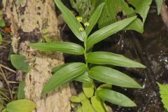 Starry False Solomon's Seal, Smilacina stellata