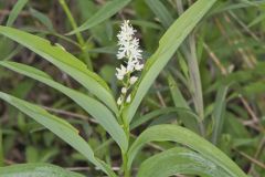 Starry False Solomon's Seal, Smilacina stellata