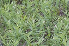 Starry False Solomon's Seal, Smilacina stellata