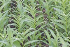Starry False Solomon's Seal, Smilacina stellata