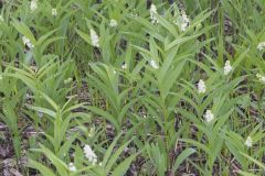 Starry False Solomon's Seal, Smilacina stellata