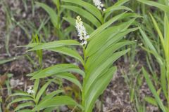 Starry False Solomon's Seal, Smilacina stellata