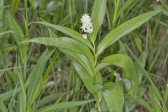 Starry False Solomon's Seal, Smilacina stellata