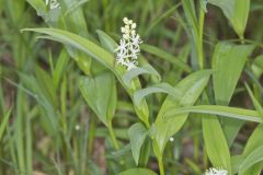 Starry False Solomon's Seal, Smilacina stellata