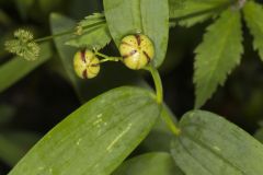 Starry False Solomon's Seal, Smilacina stellata