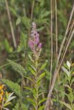 Steeplebush, Spiraea tomentosa