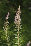 Steeplebush, Spiraea tomentosa