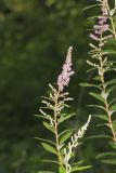 Steeplebush, Spiraea tomentosa
