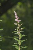 Steeplebush, Spiraea tomentosa