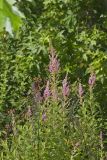 Steeplebush, Spiraea tomentosa