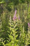 Steeplebush, Spiraea tomentosa