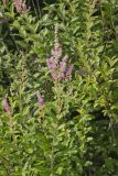 Steeplebush, Spiraea tomentosa