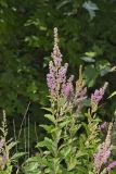 Steeplebush, Spiraea tomentosa