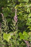 Steeplebush, Spiraea tomentosa