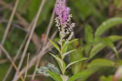 Steeplebush, Spiraea tomentosa