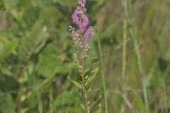 Steeplebush, Spiraea tomentosa