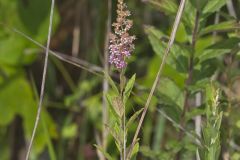 Steeplebush, Spiraea tomentosa