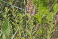 Steeplebush, Spiraea tomentosa