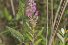 Steeplebush, Spiraea tomentosa