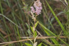 Steeplebush, Spiraea tomentosa