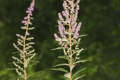 Steeplebush, Spiraea tomentosa