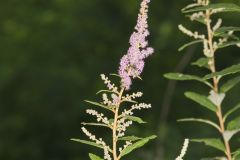 Steeplebush, Spiraea tomentosa