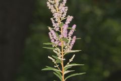 Steeplebush, Spiraea tomentosa