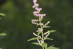 Steeplebush, Spiraea tomentosa