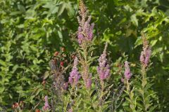 Steeplebush, Spiraea tomentosa